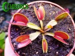 Dionaea Muscipula MUCHOŁÓWKA GIANT TRAP - młoda roślina.