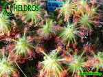 Drosera STELLIFLORA i formujące się gemmae / Drosera STELLIFLORA Gemmae