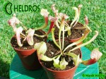 Kapturnica SARRACENIA x SMOORIE