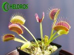 Dionaea Muscipula Muchołówka G14 Dirk Venthams Giant