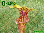 MK F86 Sarracenia Flava var. ornata, Cooks Carnivorous Plants