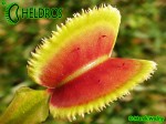 Muchołówka Dionaea Muscipula SUNRISE