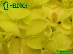 Tłustosz pinguicula spec. Tehuacan