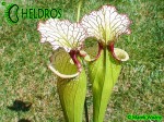 Sarracenia-Leah-Wilkerson-H112-Kapturnica-moorei