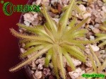 Tłustosz Pinguicula Gypsicola Bueno Vista
