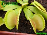 Dionaea Muscipula Muchołówka GREEN WIZARD
