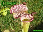 MK H9 Sarracenia x moorei  Sarracenia Nurseries large moorei