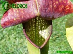 MK H162 Kapturnica Sarracenia x Frogman. rubra x minor Barry Meyers-Rice 2006