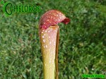 MK H65 Kapturnica Sarracenia x Judy MB 2003