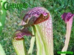 MK H165 Sarracenia x excellens John Wilden 2004