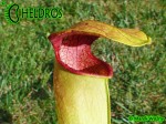 MK H126 Sarracenia x Dino Almacolle rubra subsp. jonesii x minor var. okefenokeensis Furio Ersetti, 2004