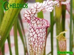 MK H94 Sarracenia x excellens x leucophylla. Large white pitchers, like an very stocky, wide leucophylla.