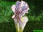 MK L65 Sarracenia Leucophylla Red  white, Marston Exotics. Large pitchers similar to the L19 clone.