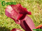Kapturnica Sarracenia Purpurea subsp. Venosa - All Red Form