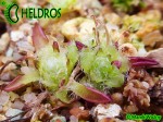 Pinguicula Immaculata