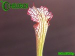 MK L7 Sarracenia Leucophylla Pubescent form,Perdido, AL.,WAH. Pitchers feel furry due microscopic hairs over the external surface.