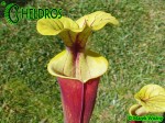 MK F26 Sarracenia Flava var. rubricorpora Burgundy,The actual clone from Adrian Slacks book Insect Eating plants and how to grow them, Tall pitchers, pale tan interior.
