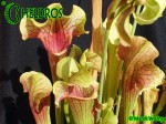 Kapturnica SARRACENIA x SMOORIE