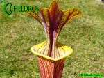 RvL-FL09 Kapturnica Sarracenia Flava var. ornata heavy veined PWilson F38