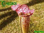 MK H152 Sarracenia x excellens Eddie Bates 2005