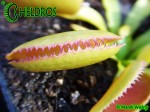 Dionaea Muscipula Muchołówka MICRODENT