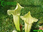 KAPTURNICA SARRACENIA x EVA