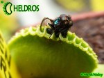 Dionaea Muscipula Muchołówka GREEN WIZARD