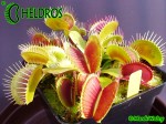 Dionaea Muscipula Muchołówka VFT G16 Adrian Slacks Giant