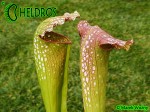 MK H66 Sarracenia x excellens. Stocky clone, plant was one of Adrian Slacks own crosses