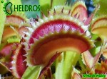 Dionaea Muscipula muchołówka DRACULA