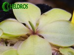 Tłustosz Pinguicula EMARGINATA Form A