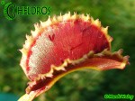 Muchołówka Dionaea Muscipula SUNRISE