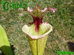Sarracenia-Leah-Wilkerson-H112-Kapturnica-moorei