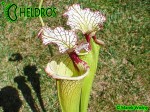 Sarracenia-Leah-Wilkerson-H112-Kapturnica-moorei