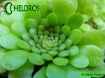 Tłustosz Pinguicula mirandae - south of Tehuacan, Oaxaca, Mexico, 1802 m - winter rosette