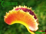 Muchołówka Dionaea Muscipula SUNRISE