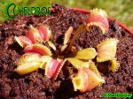 Dionaea Muscipula Muchołówka Umgekrempelt