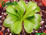 Pinguicula Tłustosz Moranensis Molango