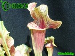 Kapturnica SARRACENIA x SMOORIE