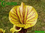 RvL-FL09 Kapturnica Sarracenia Flava var. ornata heavy veined PWilson F38