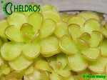 Tłustosz pinguicula reticulata Aramberri,  Nuevo Leon,  Mexico
