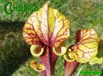 MK F25A Sarracenia Flava var. rubricorpora claret,MS