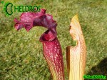 MK H58 Sarracenia Hybrid from same batch of seedlings that raised S x Judith Hindle