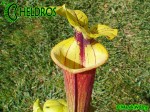 MK F97 Sarracenia Flava var. rubricorpora, Giant red tube, Apalachicola National Forest, FL W,F14,JA