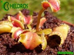 Dionaea Muscipula Muchołówka Umgekrempelt