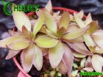 Pinguicula RED STARFISH