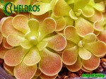 Tłustosz Pinguicula spec. El Mirador
