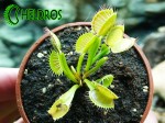 Dionaea Muscipula Muchołówka VFT FREAK
