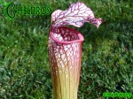 MK H2 Sarracenia x Diane Whittaker.leucophylla x minor x leucophylla 1992