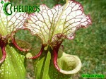 Sarracenia-Leah-Wilkerson-H112-Kapturnica-moorei